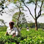 Festivals of Assam