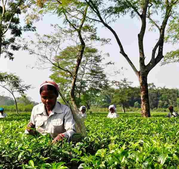 Festivals of Assam