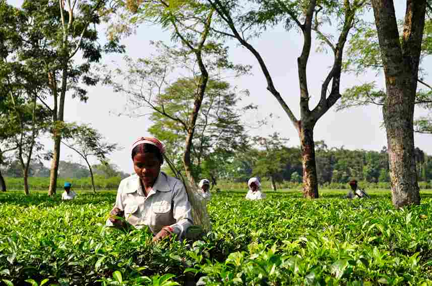 Festivals of Assam