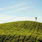 Munnar Tourist Places