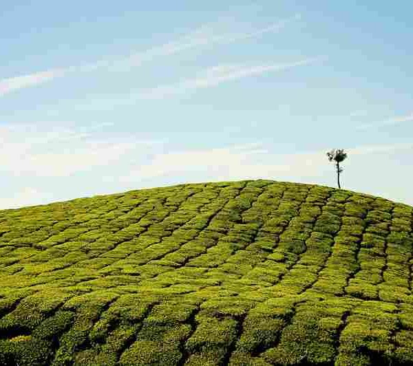 Munnar Tourist Places