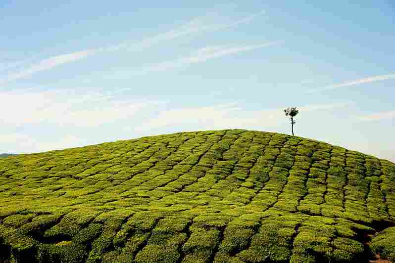 Munnar Tourist Places